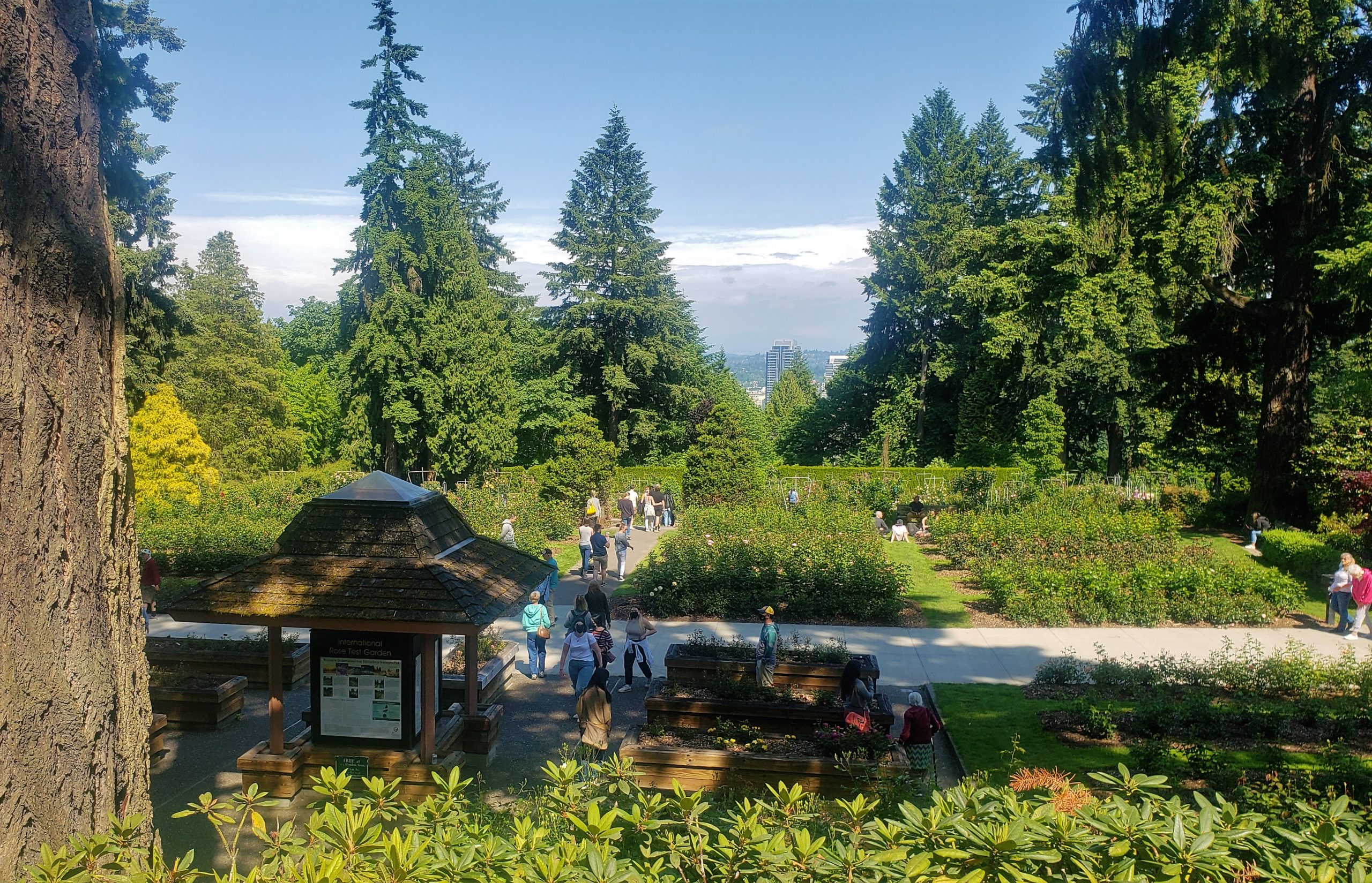 branam dr avenue of roses portland